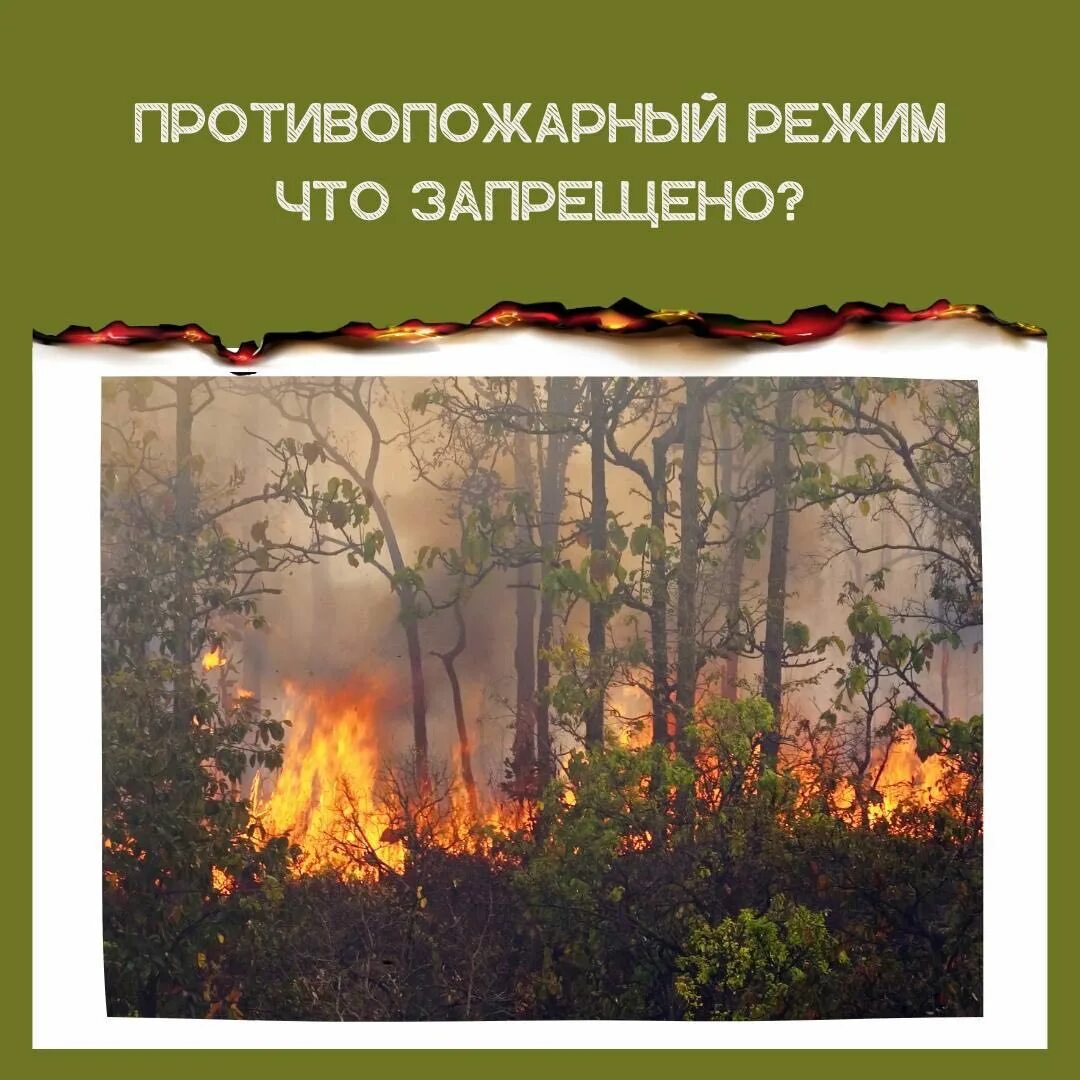 Особый противопожарный режим в лесах. Особый противопожарный режим в кузбассе. Постановление кузбасса особый противопожарный режим 2024. Памятка особый противопожарный режим. Особый противопожарный режим в кузбассе.