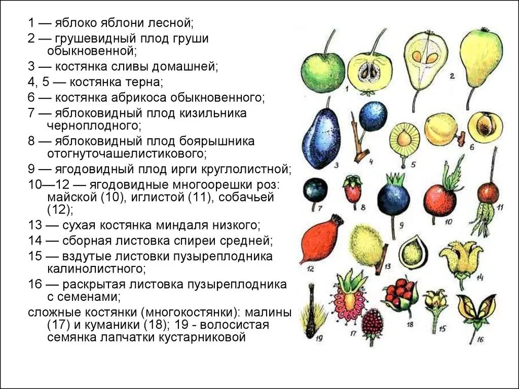 Какую функцию выполняет плод яблони. Типы плодов многоорешек. Плод многоорешек примеры. Строение плодов груши. Строение плодов яблони.