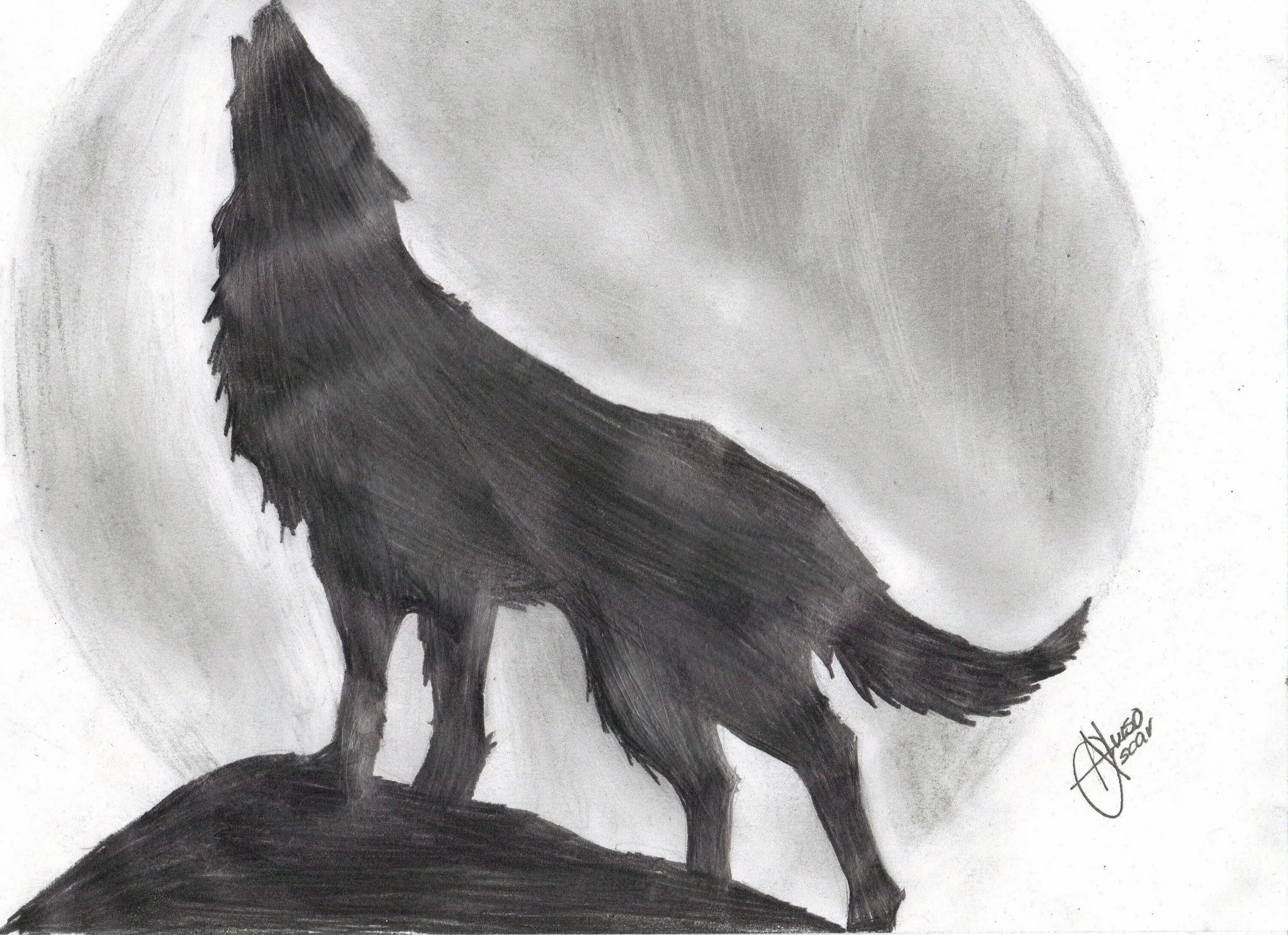 Картинки волка рисунки. Волк рисунок. Волк карандашом. Картинки волка для срисовки. Волк арт карандашом.