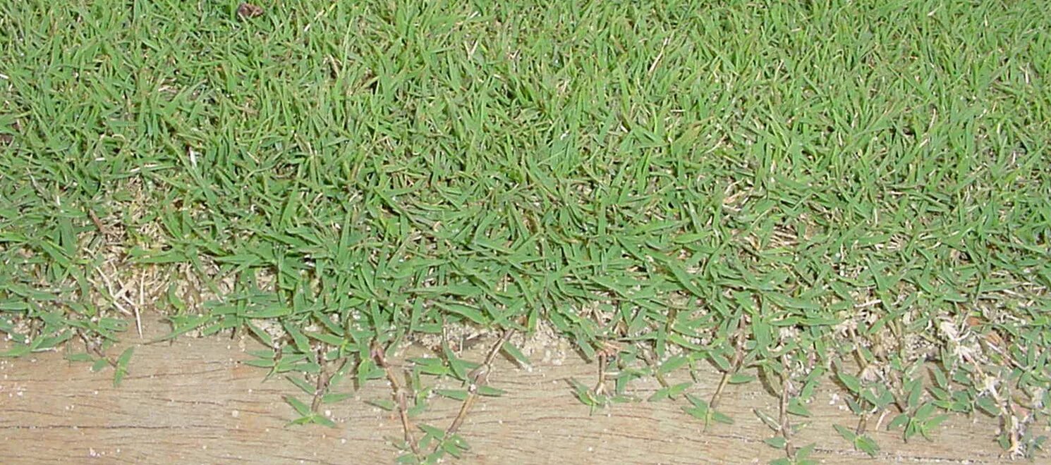 Грин гибрид. Гибридная трава. "Гибридная трава покрытие. Green Hybrid. Гибридная трава Москва.