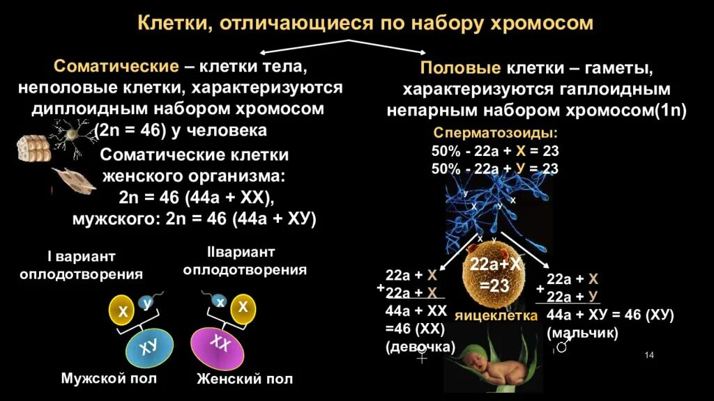 Сколько хромосом в зрелом эритроците. Хромосомный набор соматических и половых клеток. Соматическая клетка набор хромосом. Хромосомные наборы хроматических клеток. Хромосомный набор половых клеток человека.