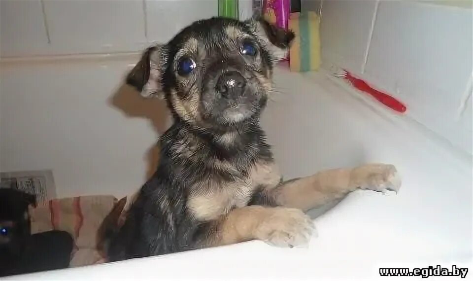 Cachorros-hermanas en busca de nuevos dueños!