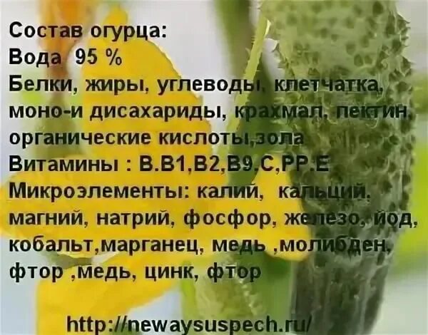 Питательные вещества огурца. Огурец ценность. Состав огурца. Питательные вещества в огурце свежем.