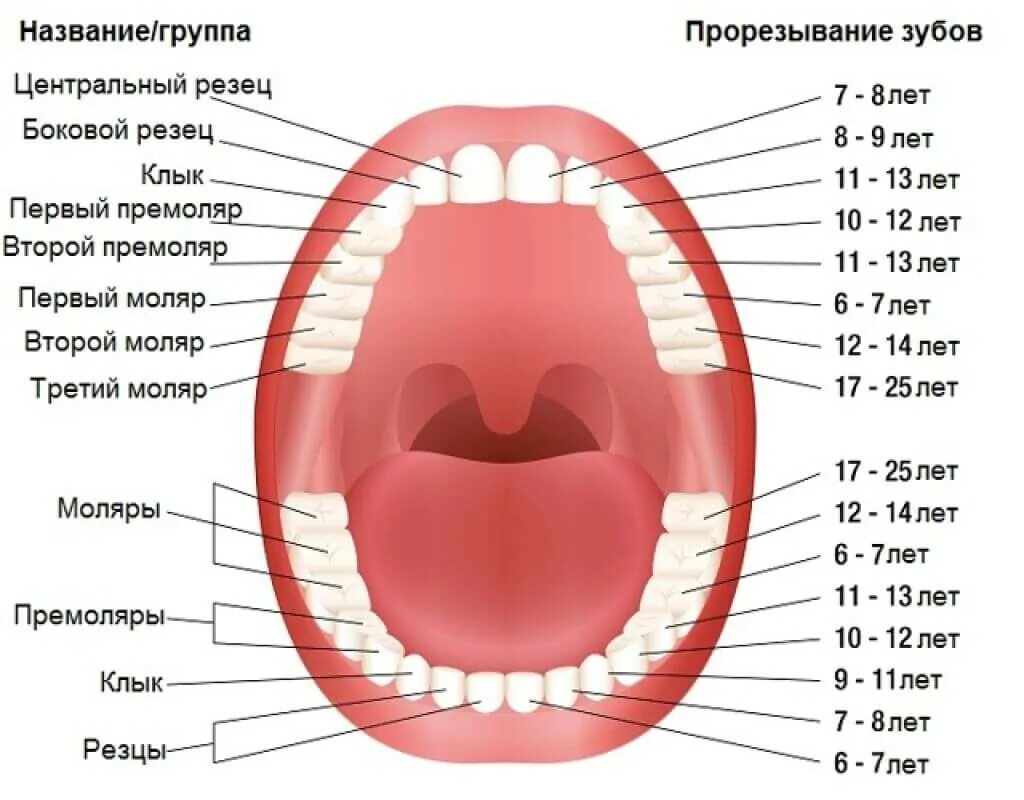 Название зубов. Название зубов у человека. Схема зубов с названиями. Челюсть название зубов.