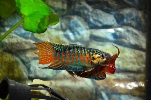Dancing fish