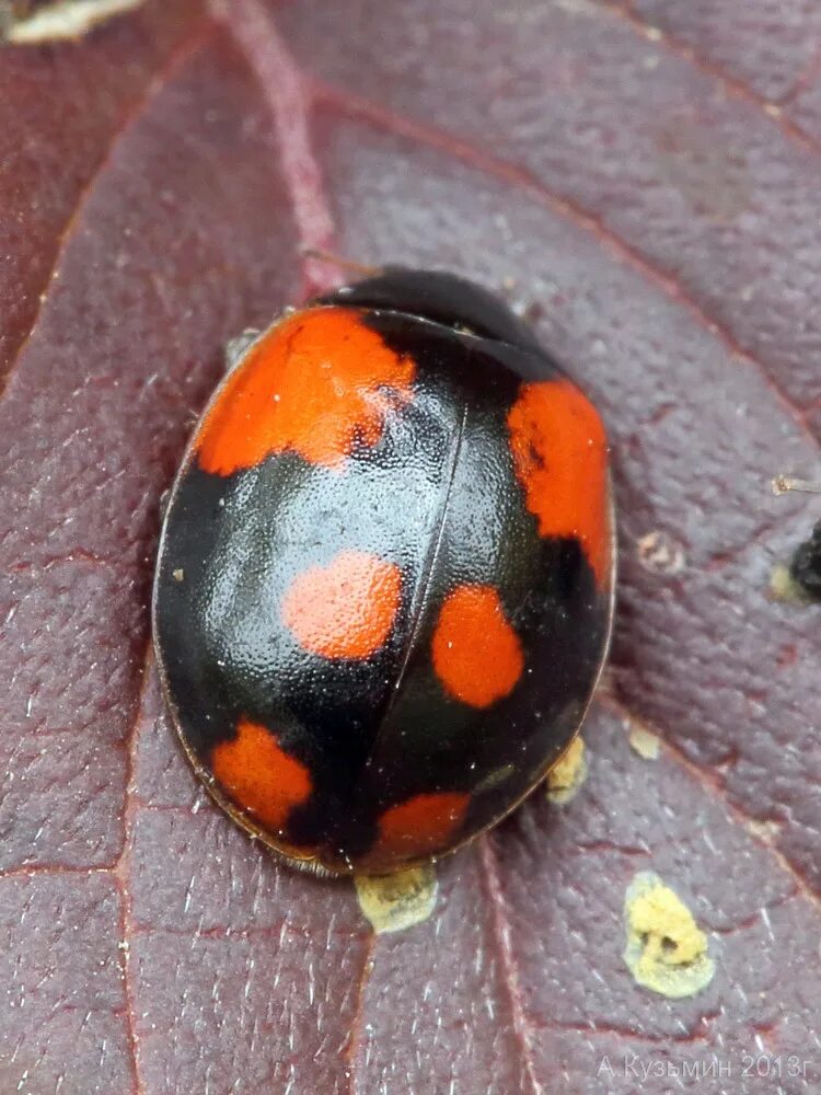 Божья коровка черные точки. Коровка двухточечная (Adalia bipunctata). Божья коровка двухточечная черная. Жёлтая Божья коровка с чёрными пятнами. Божья коровка оранжевая с желтыми пятнами.