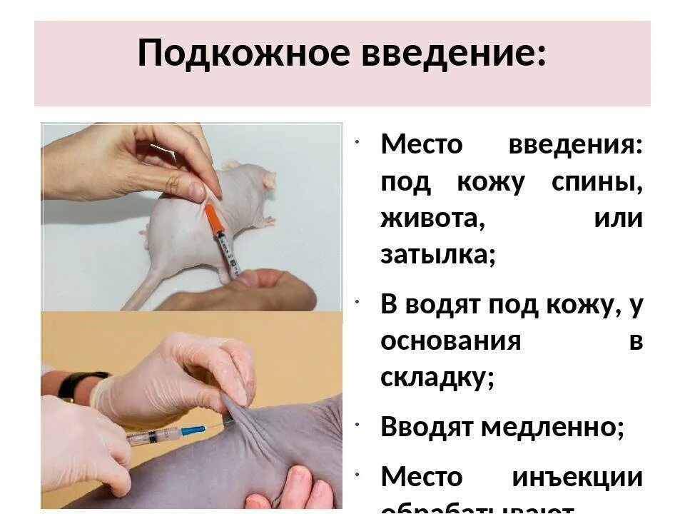 Сколько мл можно вводить внутривенно