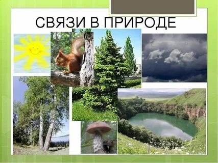 Живое неживое примеры связей 3