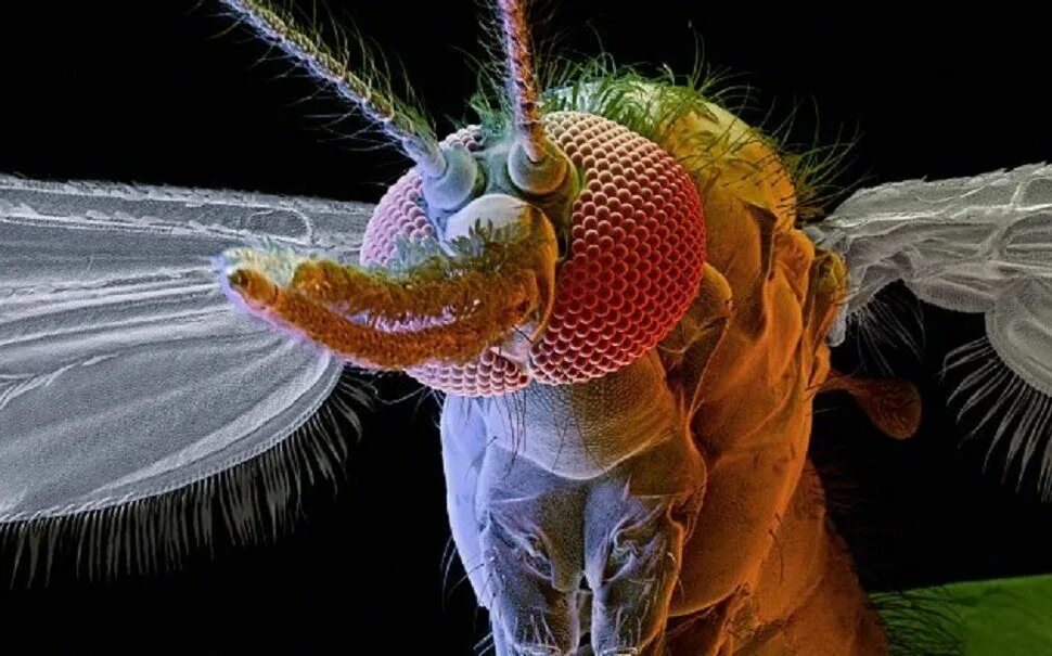 Artificial 'bug eyes' could lead to new vision systems Headline Science - YouTub
