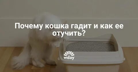 Что делать если кошка будет ходить