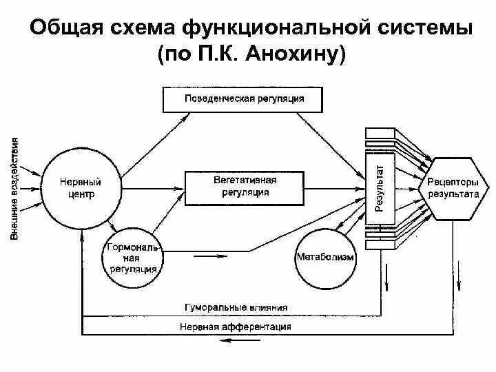 Схема функциональной системы по п.к. Анохину. Общую схему функциональной системы по п.к. Анохину. Функциональные системы организма схема. Схема Анохина функциональной системы. Функциональная организация организмов