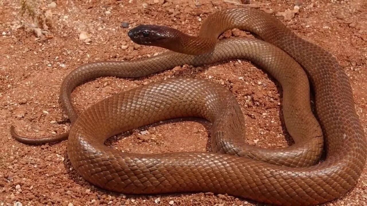 Тайпана 2. Aipysurus duboisii. (Oxyuranus microlepidotus) змея. Inland Taipan Snake. Тайпан Маккоя.