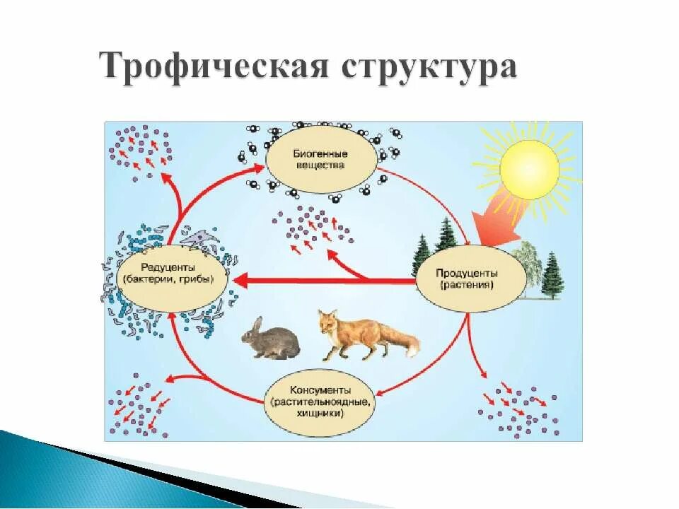 Трофическая структура сообщества. Трофическая структура биоценоза леса. Трофическая структура экосистемы. Экосистема структура экосистемы. Трофическая структура биогеоценоза это.