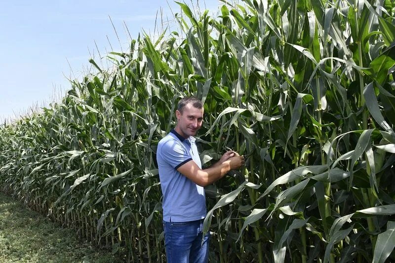 Работники сельского хозяйства. Агроном в поле. Мобил агроном. Работа агрономом в краснодарском крае свежие вакансии. Саша агроном форест.
