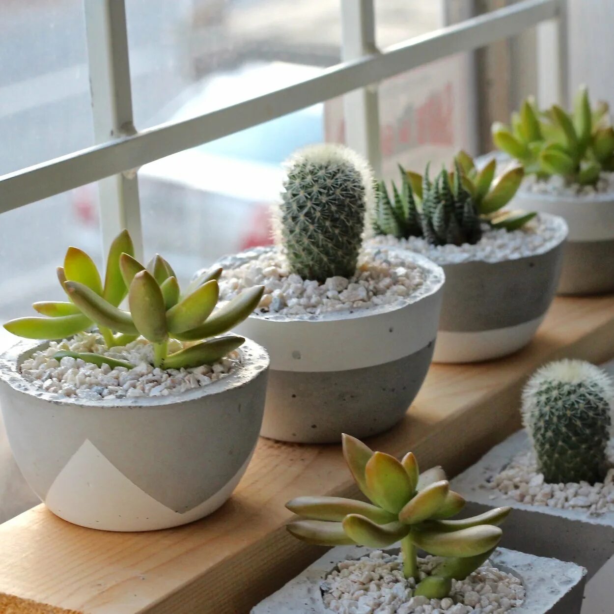 На подоконнике в красивом горшке жил кактус. Перлит для суккулентов. Cactus Pot горшки кактусы Суккуленты. Суккулент плантс в горшке. Суккуленты икеа.