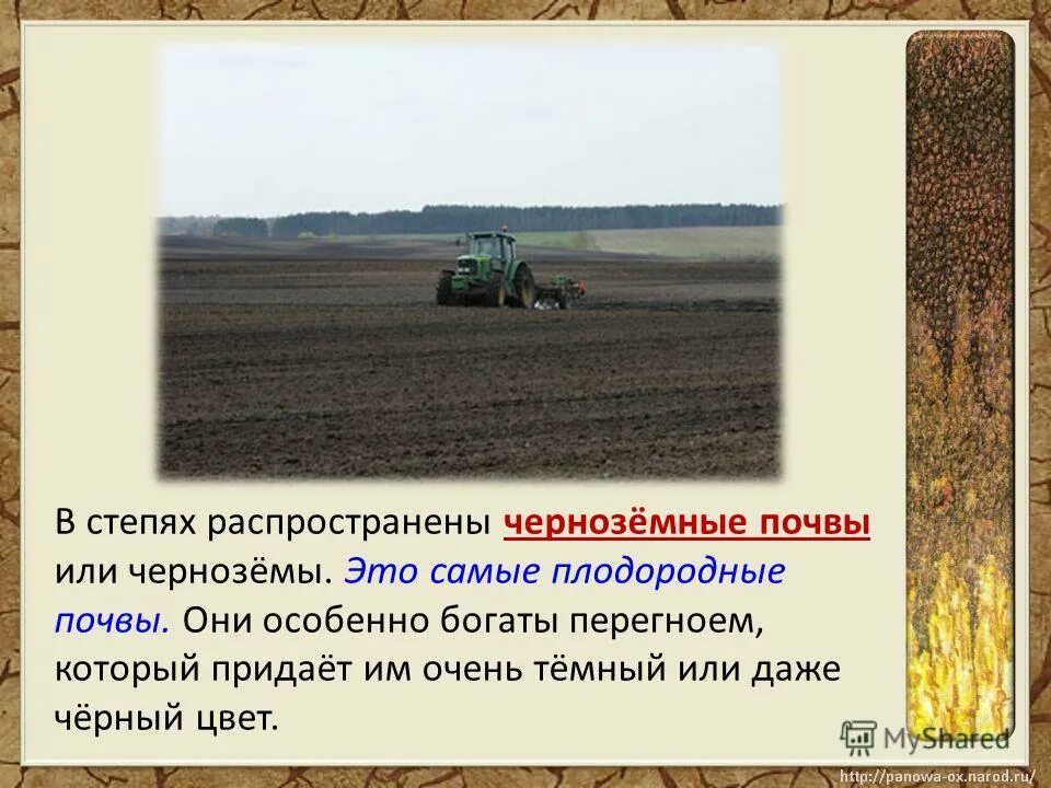 Какая природная зона самая плодородная почва чернозем. Почвы степи. Чернозем в степи. Степи с черноземными почвами. Плодородие черноземных почв.