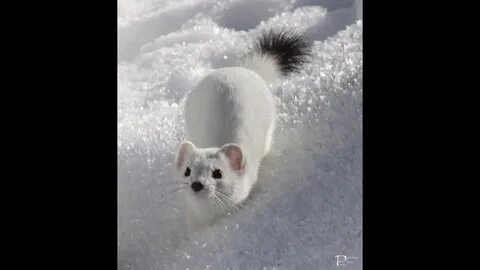 Песня горностаев