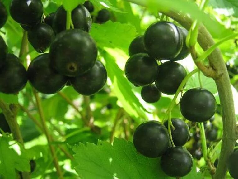 Сорт смородины сахарная. Красная смородина сорт сахарная. Красная смородина руднеус. Смородина красная джонкер ван тетс. Сорт смородины сахарная.