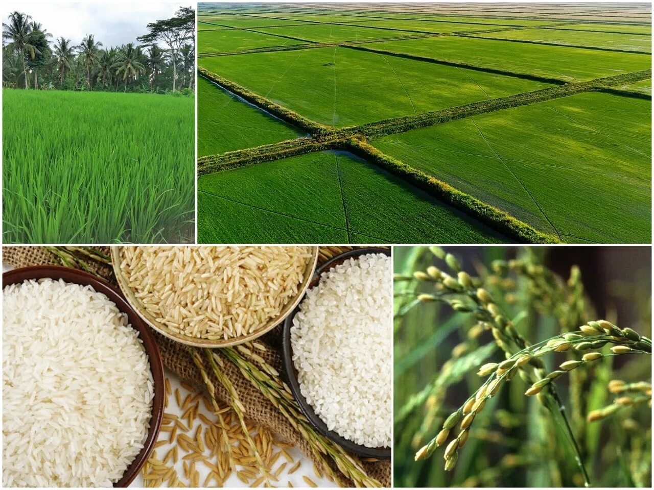 Различие риса. Высокоурожайные сорта риса. Виды риса. Рис в России. Рис культура.