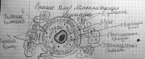 Строение тетради