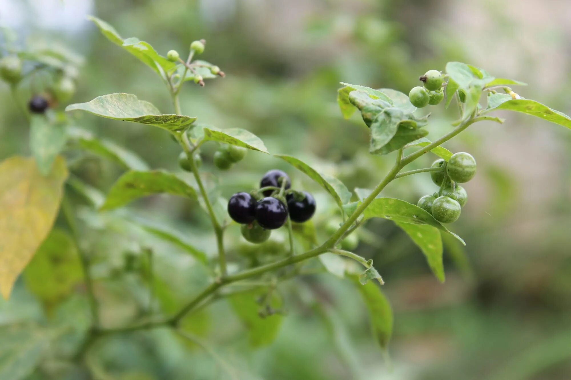 Пасленовые растения ягода. Паслён чёрный. Ягода паслен черный. Паслен Китагавы. Паслен черный (Solanum nigrum).