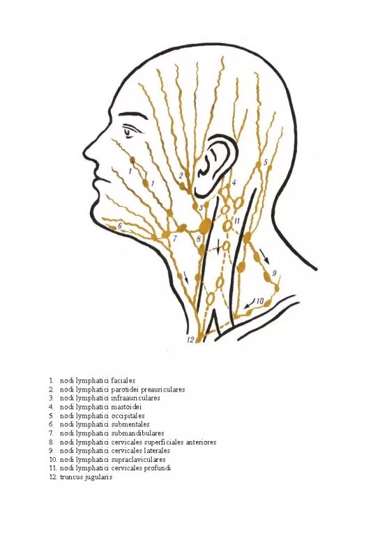 Схема лимфоузлов головы. Лимфатические узлы шеи схема. Лимфоузлы затылочные схема. Лимфоузлы головы анатомия. Лимфатическая система лица схема.