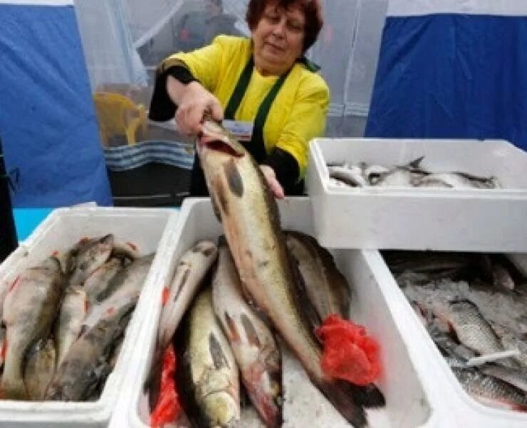 Рыбалка в Уругвае. Рыбный рынок в Косино. Везет рыбу. Новый рыбный рынок в Москве в Косино. Рыбная неделя 2024