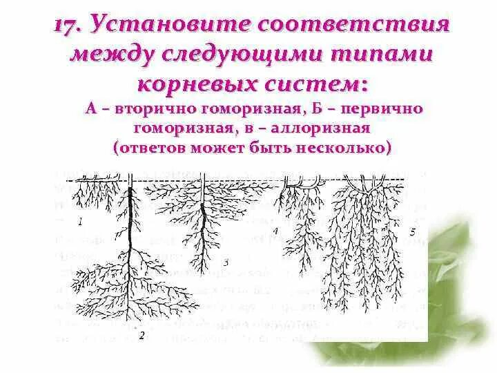 Тест по теме корневая система. Тест по теме корневая система