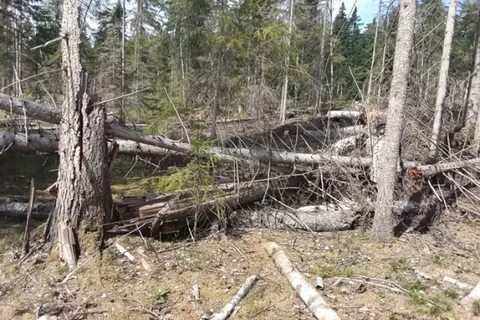 Камчатские лесничества