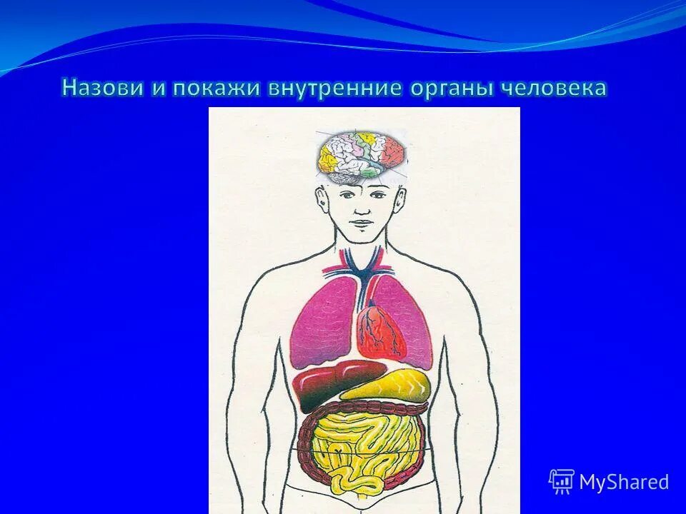 Строение человека. Внутренние органы человека. Строение человека внутренние органы. Внутренние органы человека 2 класс.