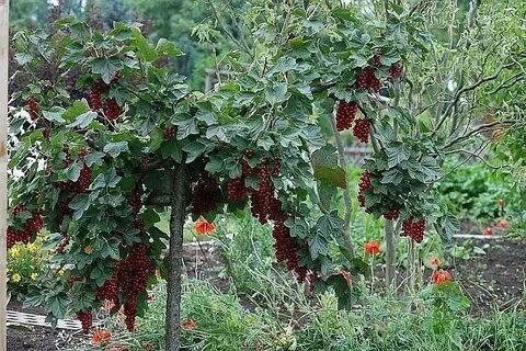Штамбовая смородина