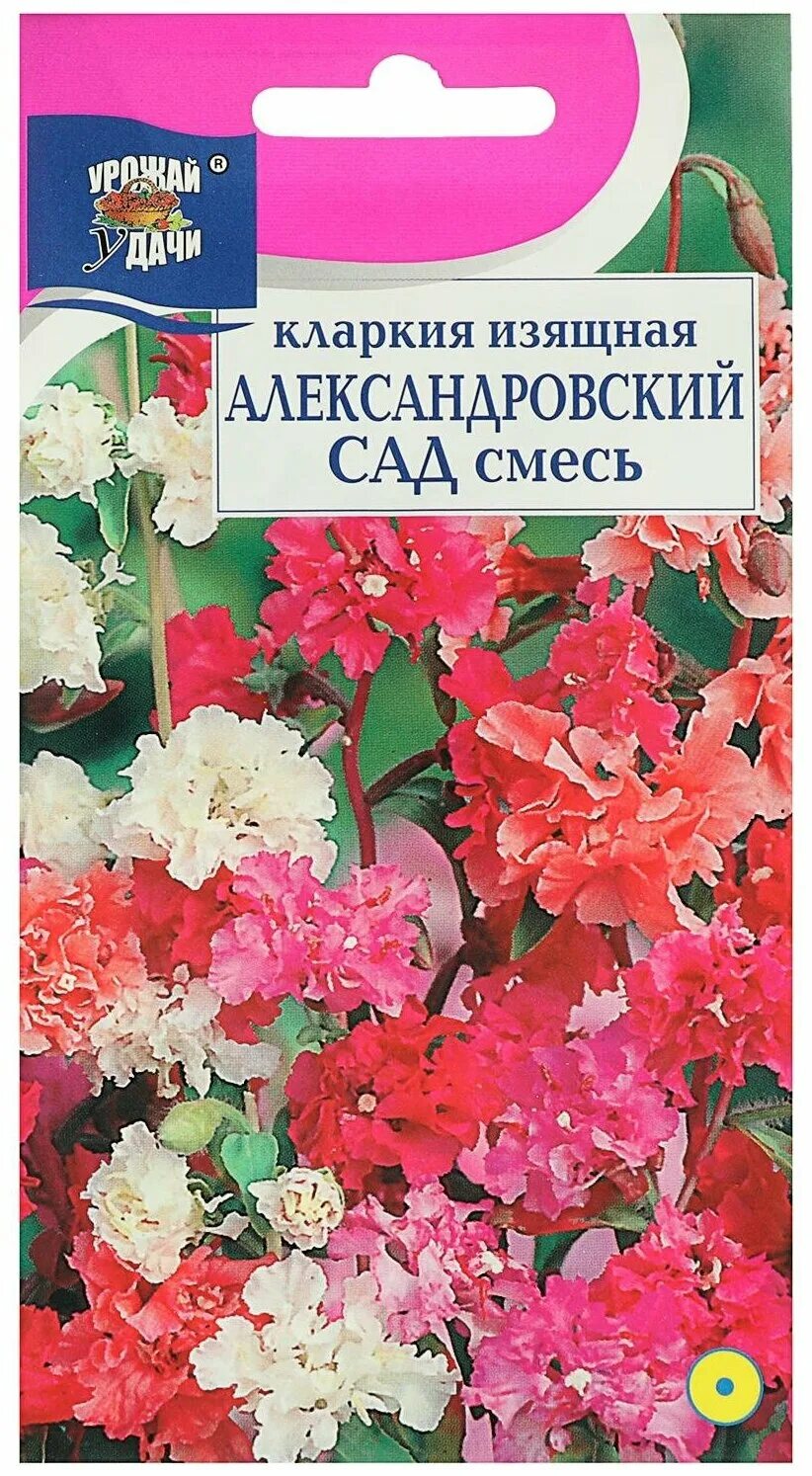 Кларкия. Цветы кларкия. Кларкия изящная Александровский сад. Кларкия смесь. Кларкия цветок фото и описание