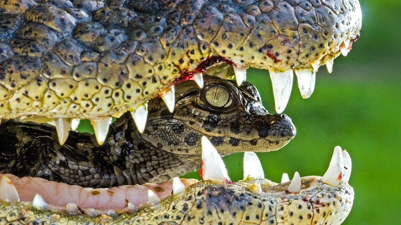 Голова человека в пасти крокодила. В пасти крокодила. Нильский крокодил детеныш. Крокодил на пхукете 2022. Зубы аллигатора и крокодила.