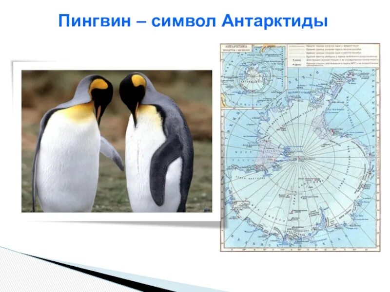 Антарктида материк пингвины. Символ Антарктиды. Пингвин символ Антарктиды. На каком материке живут пингвины. Где обитает пингвин материк