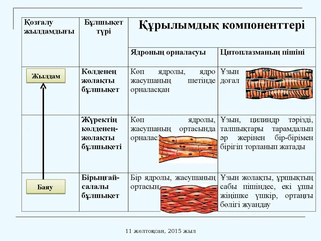 Бұлшық ет ұлпаларының жіңішке филаменті. Булшык ет системасы. Бұлшықеттің биохимиясы. Строение мышцы без подписей. Строение мышцы рисунок без подписей.