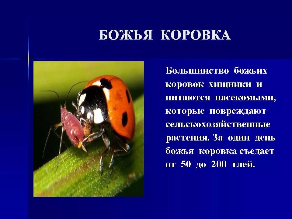 Как пишется божья коровка. Сообщение о насекомых. Доклад о насекомых. Доклад на тему насекомые. Интересный рассказ про насекомых.