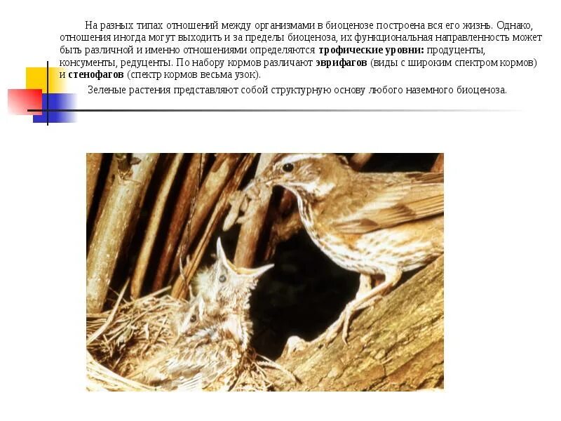 Стенофаги. Стенофаги и эврифаги. стенофаги примеры животных. стенофаги организмы примеры.