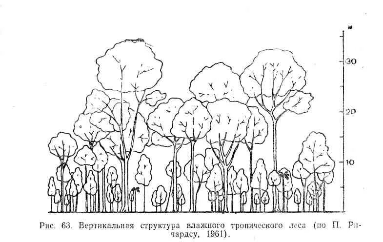 Ярусы растительного сообщества лес. Ярусность тропического леса схема. Ярусность тропического леса. Ярусность растительного сообщества схема. Ярусность широколиственного леса.