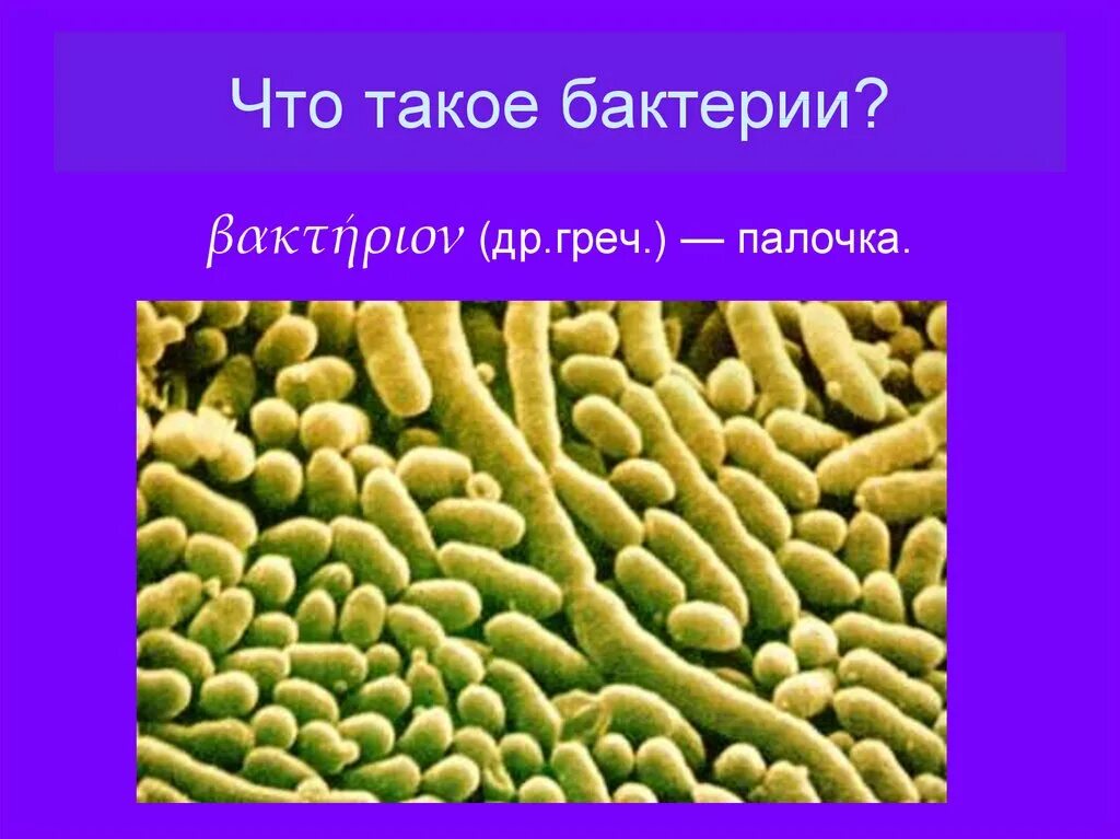 Происхождение бактерий. Бактерия. Микроорганизмы это. Царство бактерий 5 класс. Бактерии бактерии.