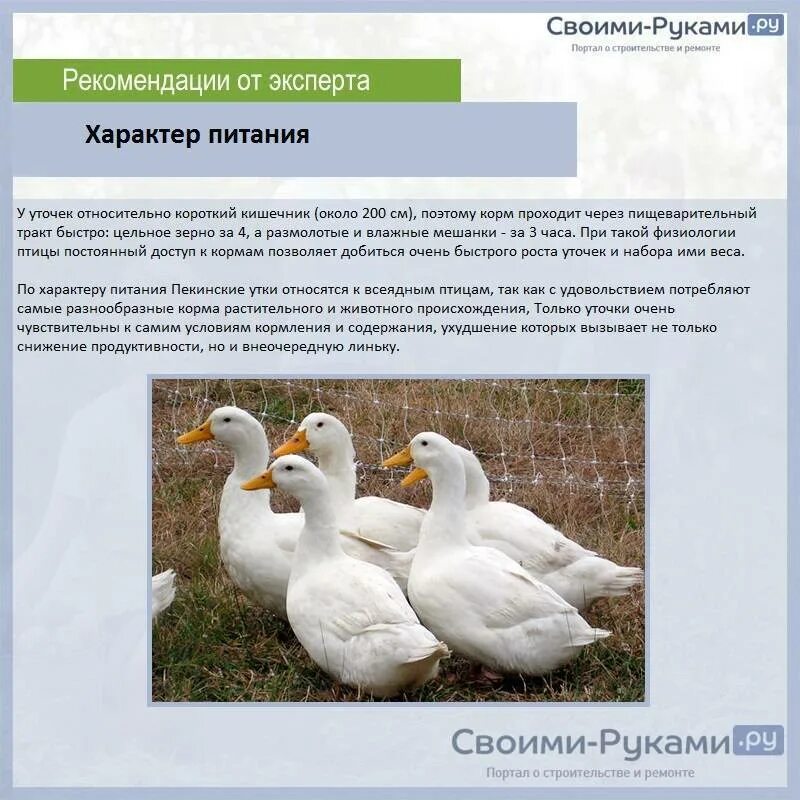 Утка ст 5 описание породы отзывы. Утка ст-5 описание породы. Утки ст5 описание породы. Утята порода ст 5. Ст 5 утка бройлер.