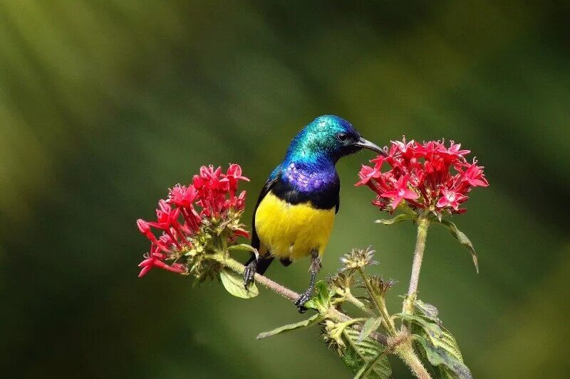 Kind birds. Yellow bellied Hummingbird. Photo HD обои красивые цветные птицы макро.