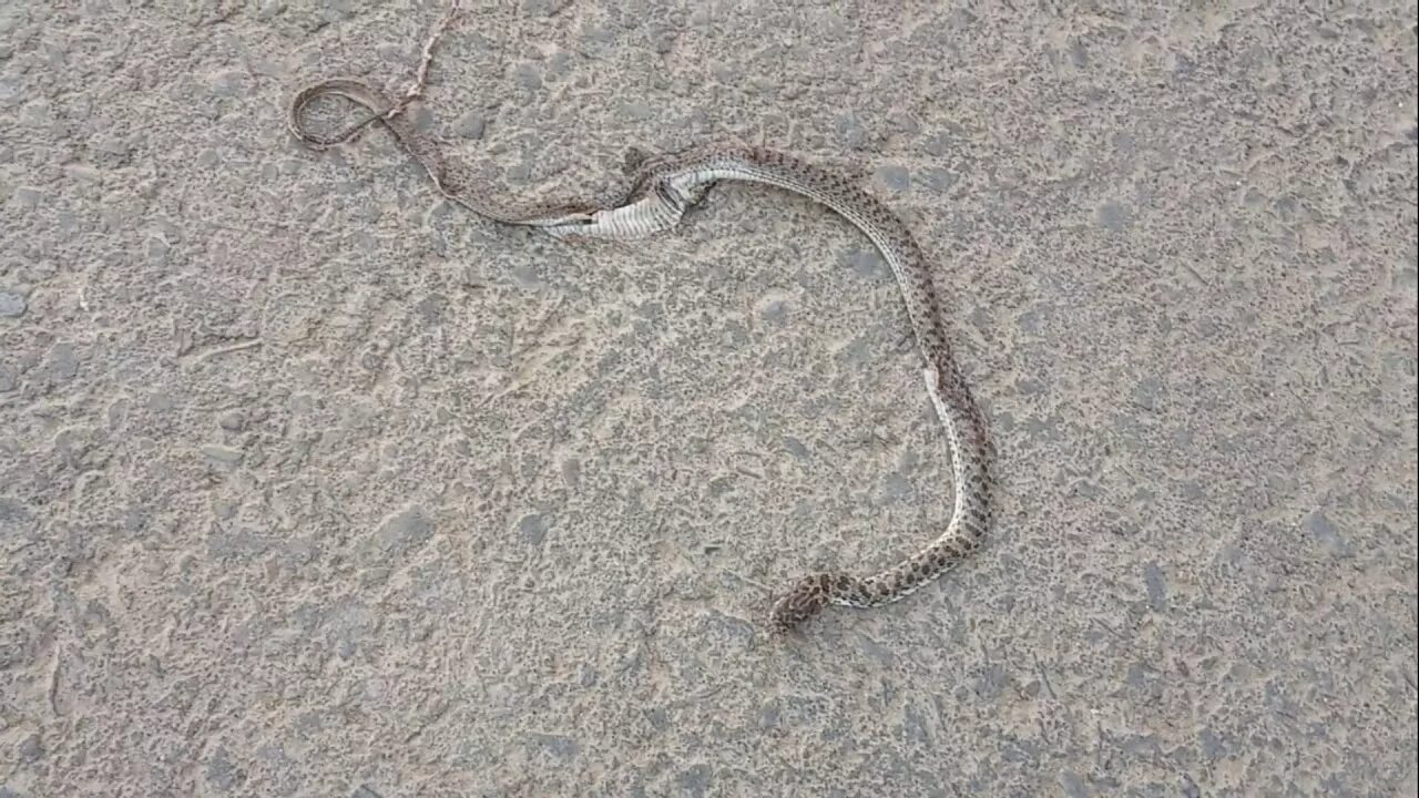 Морские змеи в Анапе. Змеи в Витязево. Змеи Анапского района. Гадюка в Анапе. Змеи в анапе в море