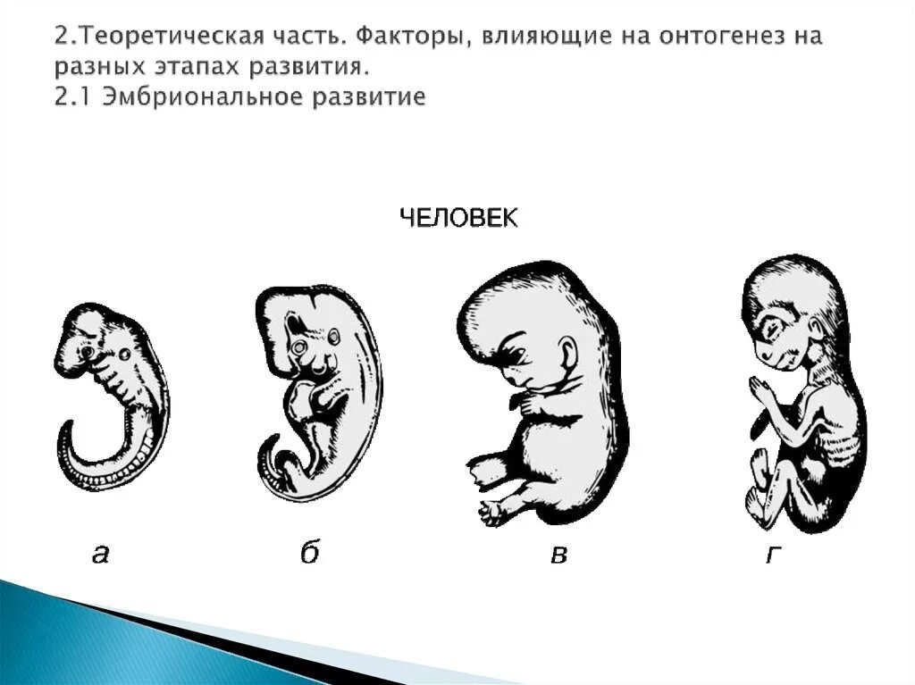 Онтогенез вариант 1. Факторы влияющие на эмбриональное развитие. стадии развития человека онтогенез.