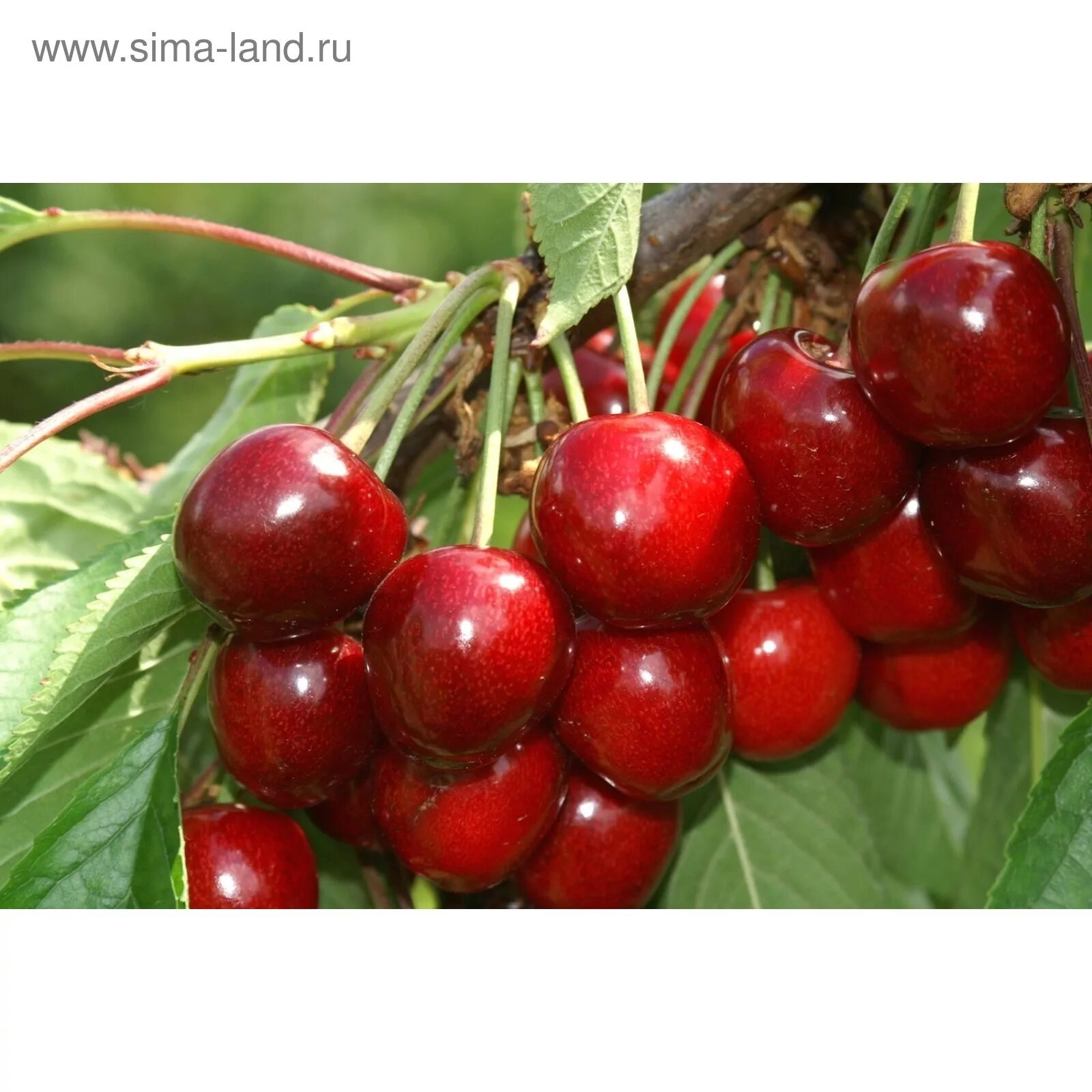 Вишня память сорта