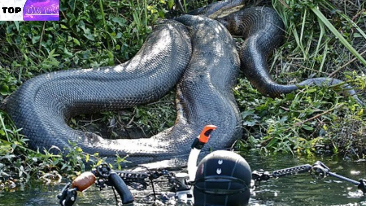 Видео самых больших змей. Анаконда змея. Водяной удав Анаконда. Змея Анаконда гигантская.