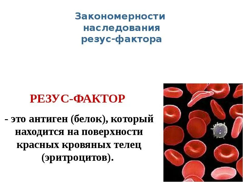 Резус фактор на эритроците. Закономерности наследования резус-фактора. Белок резус фактор. Резус фактор белок на поверхности эритроцита. Белки резус фактора