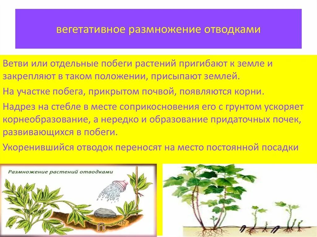 Что означает вегетативный. Вегетативное размножение растений отводками. Вегетативное размноден. Вегетативное размножение отводками. Отводки вегетативное размножение.