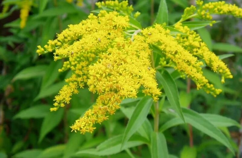 растение золотарник обыкновенный. лечебные свойства розги. золотарник обыкновенный (solidágo virgáurea). золотарник обыкновенный золотая розга. золотая розга (золотарник)трава.