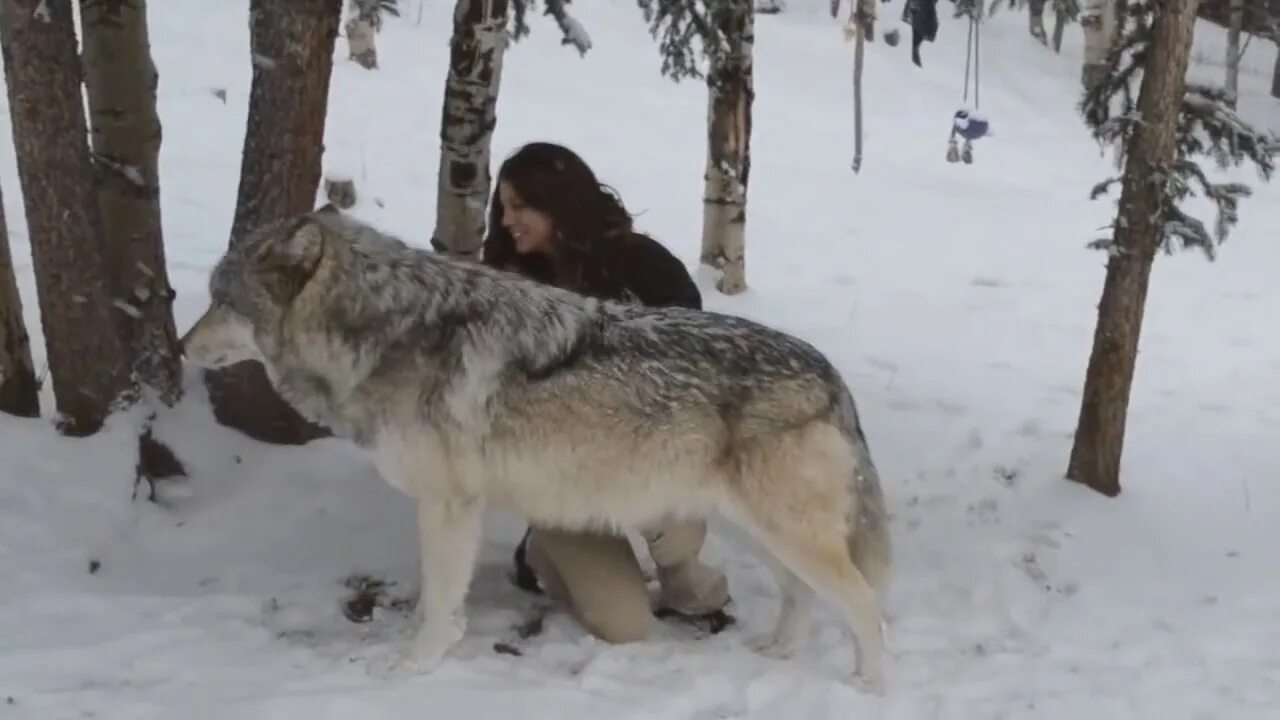 Какие волки крупнее. Самый крупный волк в мире.