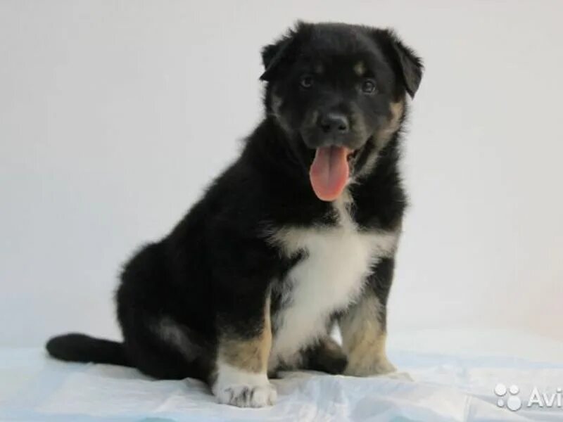 купить щенка в чебоксарах недорого с фото. авито щенок чувашия. щенки восточный европейский овчарка авито. щенок мальчик фото. взять щенка на авито березники.